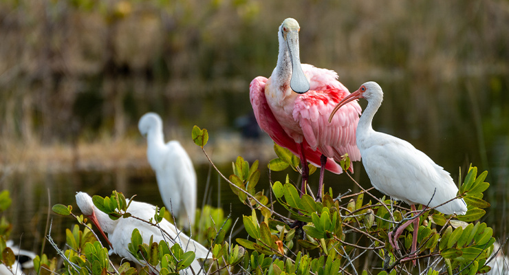 Beautiful aquatic birds outside the water.