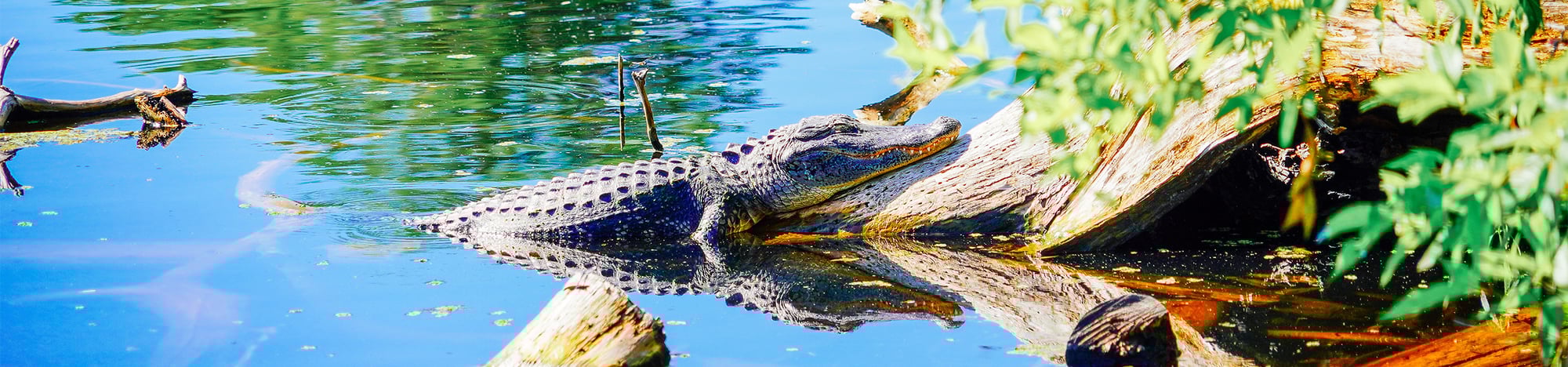 A large alligator resting on a log in the Florida sun.