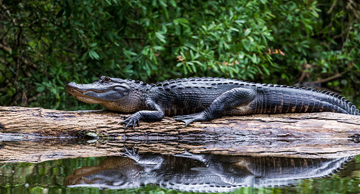 A large alligator resting on a log in the water..