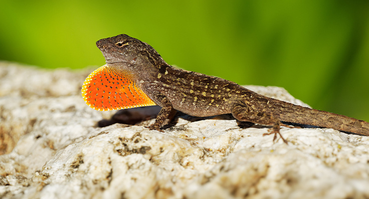 A lizard extending a vibrant orange dewlap.