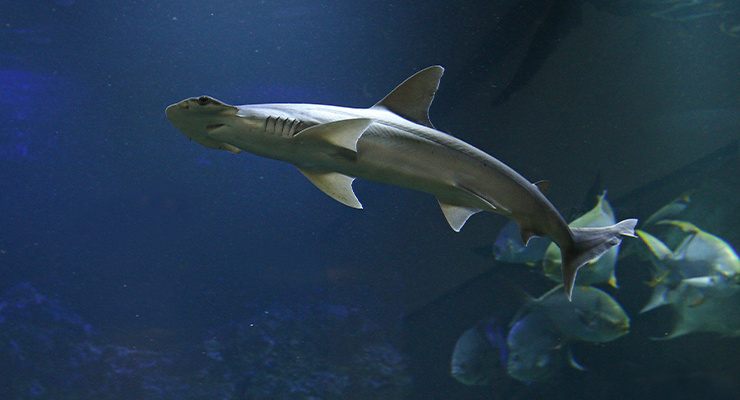 A hammerhead shark swimming in a tank.