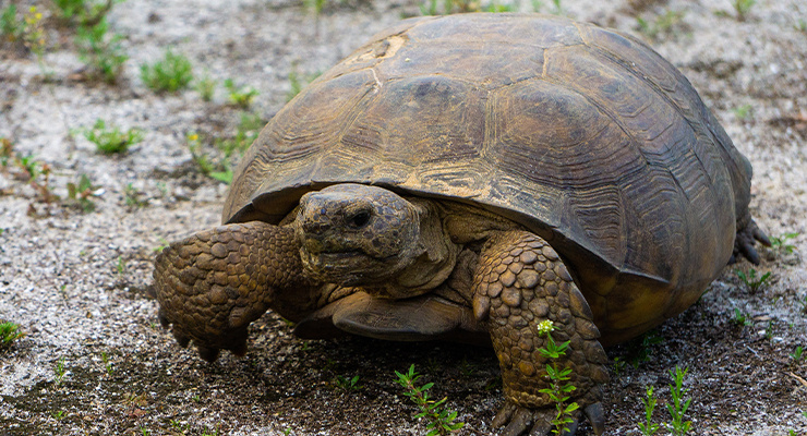 A large gopher tortoise moving slowly.