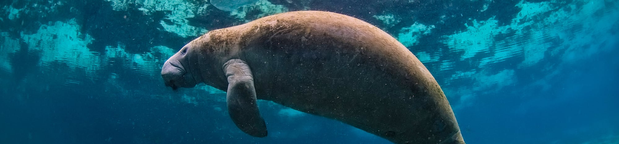 A manatee gracefully swimming in clear blue water.