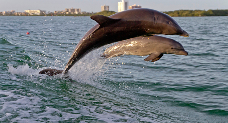 Two dolphins joyfully jumping above the water's surface in the Florida sun. Photo taken under NMFS/MMPA Scientific Research Permit.