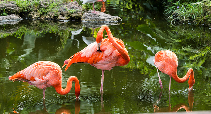 Three elegant flamingos poised in the water.