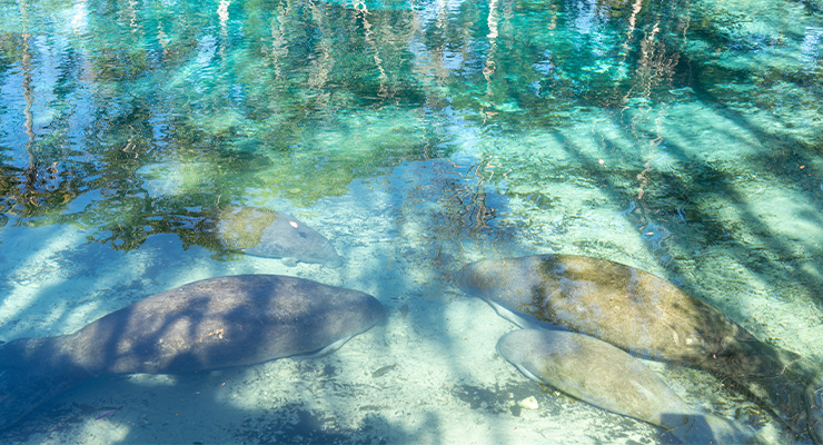  A group of manatees swimming together in clear blue water.
