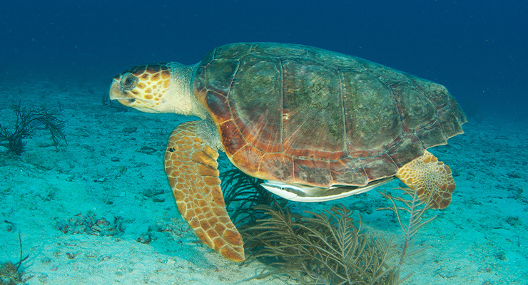 A sea turtle gracefully swimming in clear blue water.