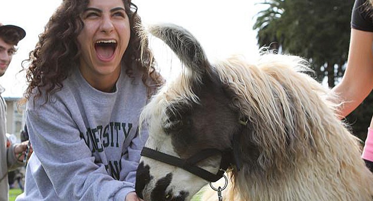 USF students during a relaxation event like Paws and Relax get to pet therapy dogs and even llamas.