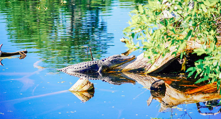 A large alligator resting on a log in the Florida sun.