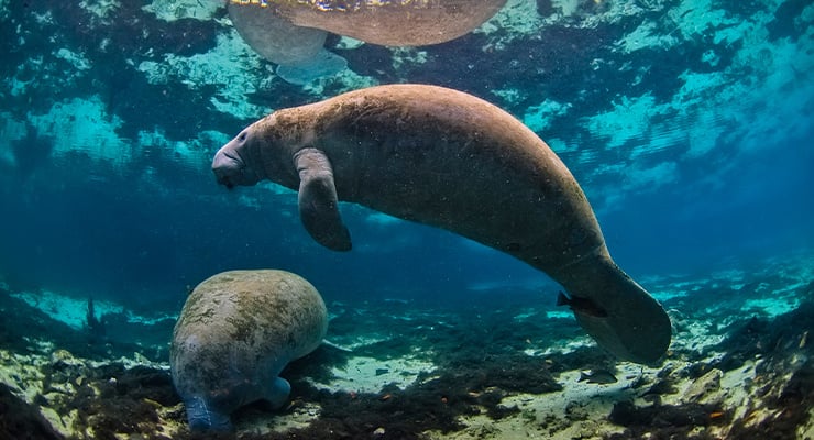 Two manatees gracefully swimming together in clear blue water.