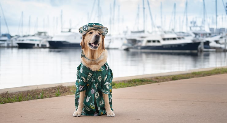 Snowbird, the USF St. Petersburg Police Department’s Therapy K-9, by the water.