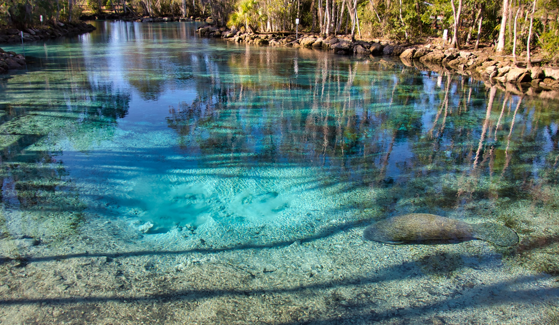 Crystal clear water at Crystal River Springs.