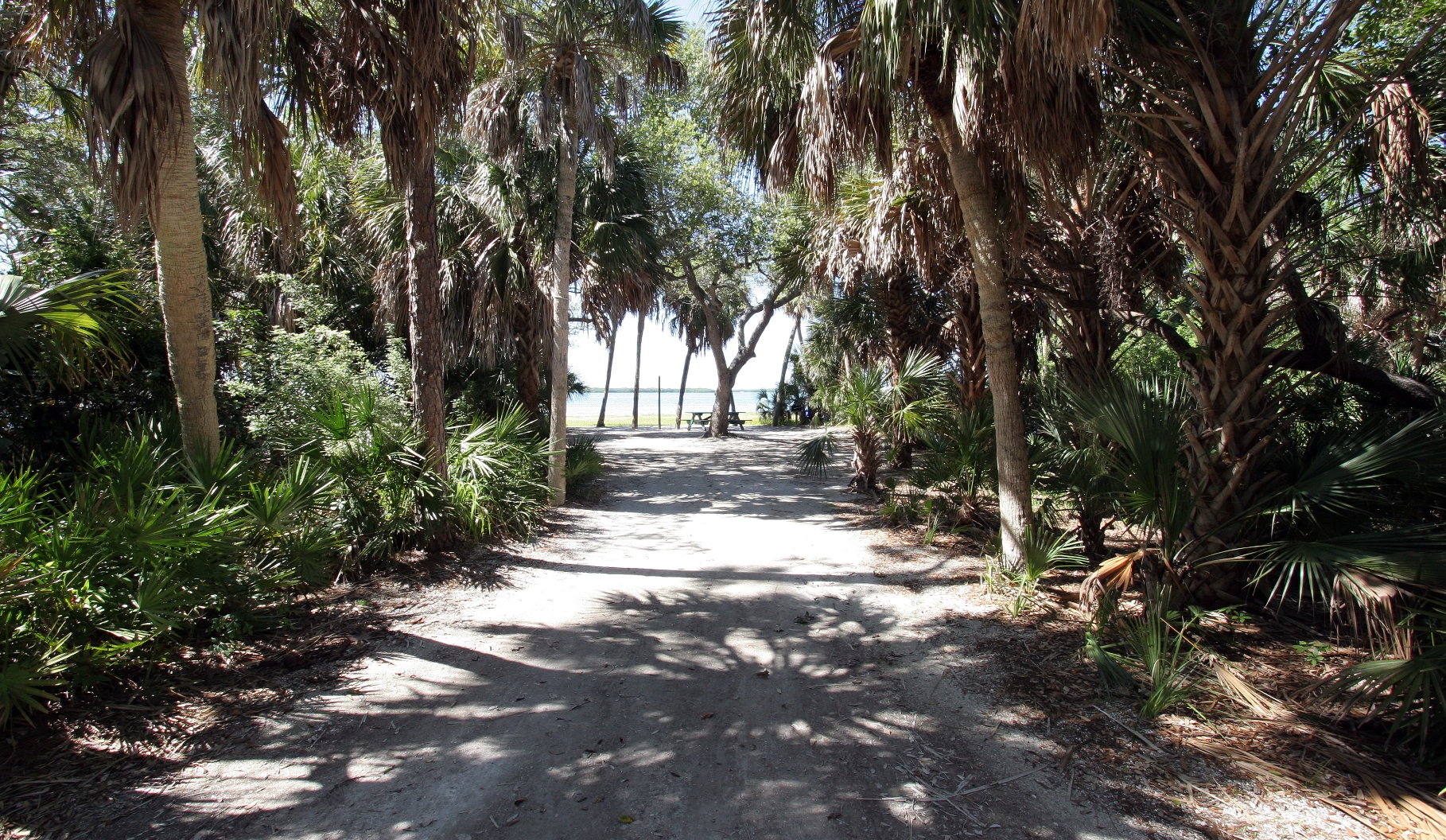A trail with trees on both sides at Fort Desoto Park.