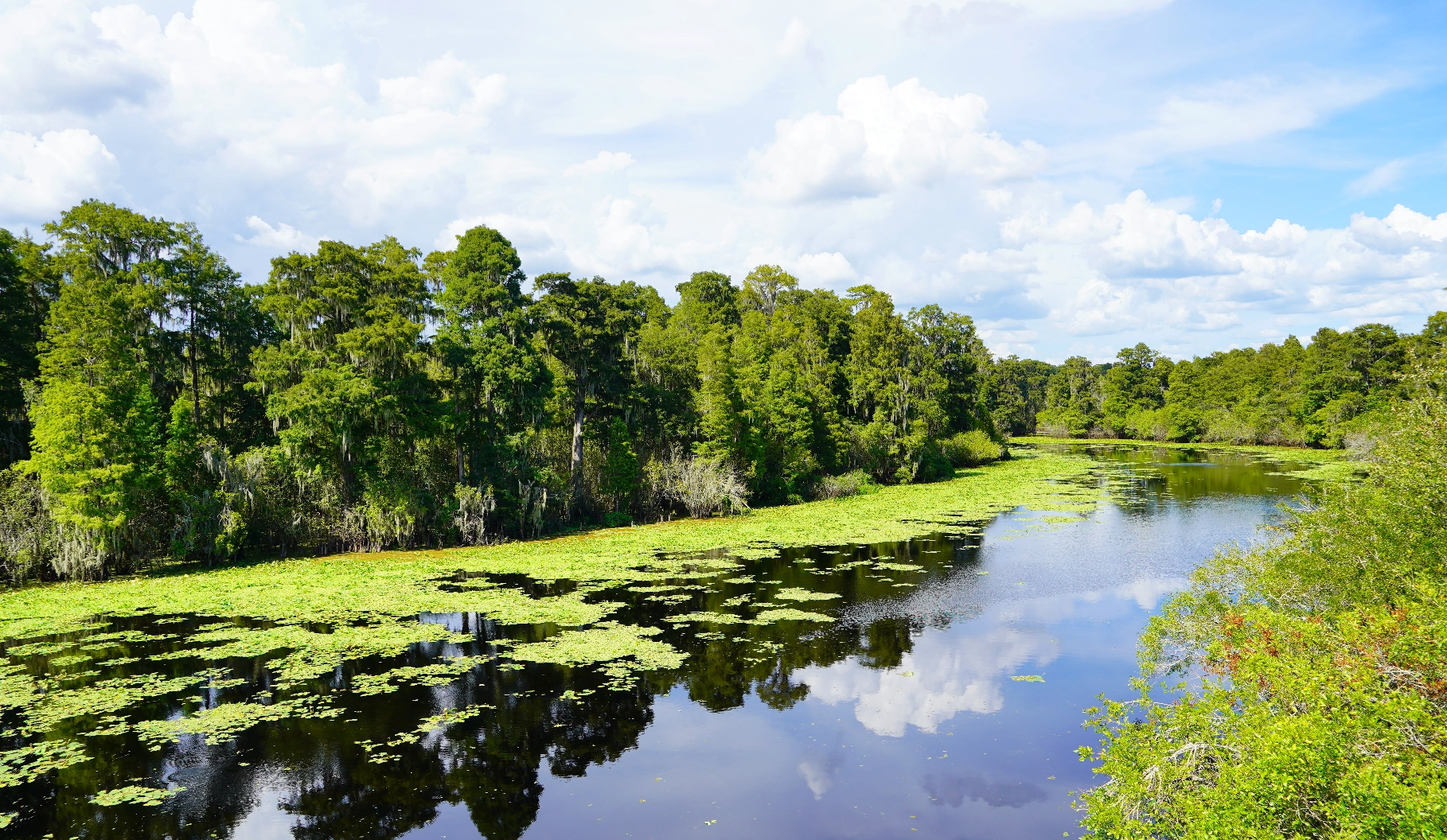 Clear and beautiful day at Lettuce Lake Park.