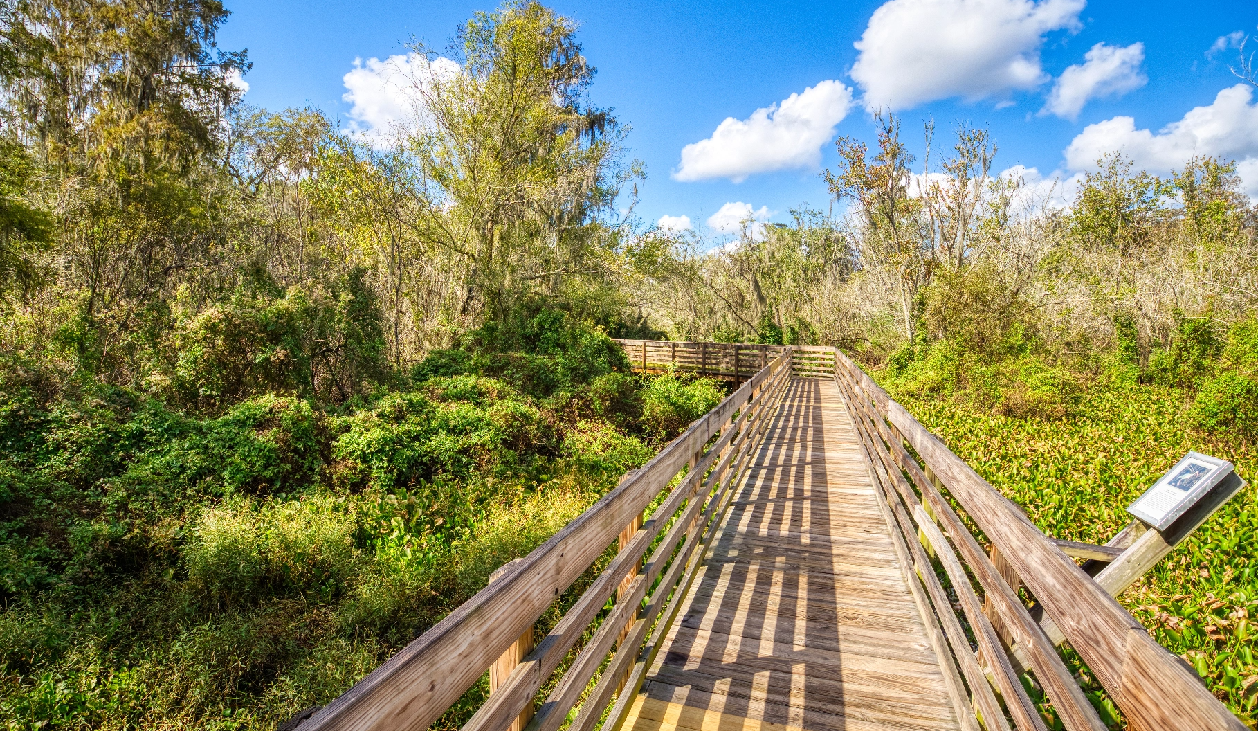 The 3,500 foot boardwalk at Lettuce Lake Park.