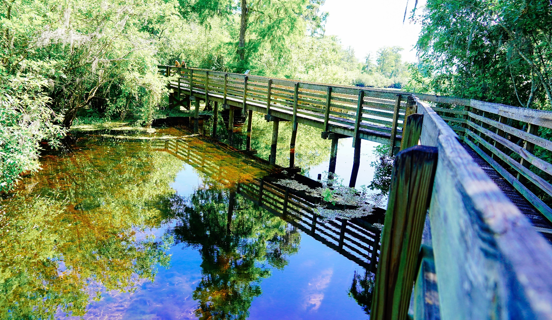 The water and the boardwalk at Lettuce Lake Park.