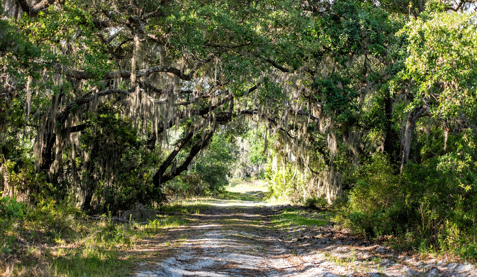 Trail at Myakka River State Park.