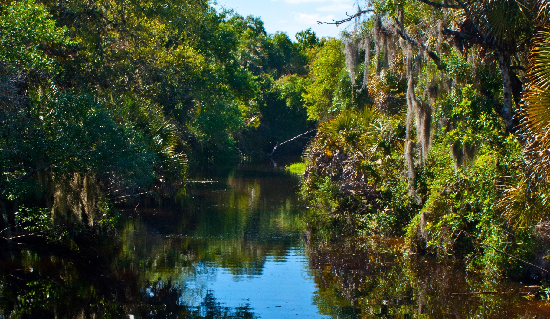 Water of the Myakka River State Park.