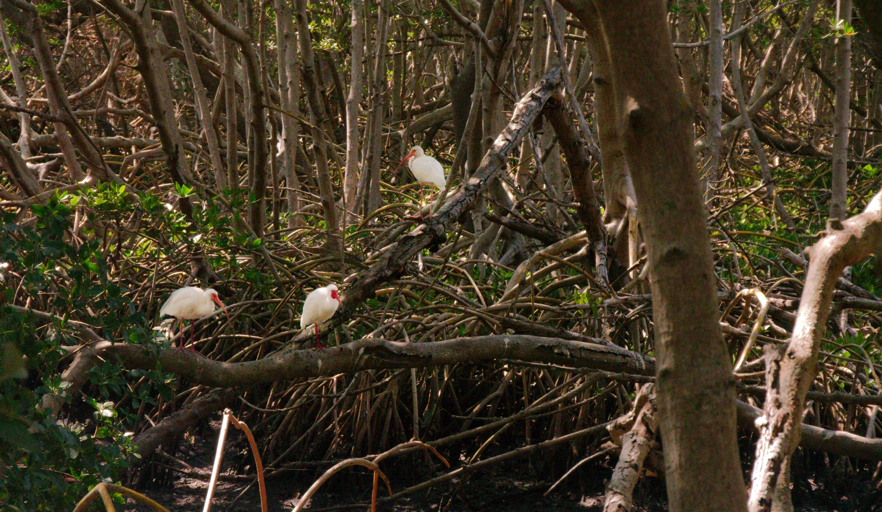 Three white birds perched on tree branches.