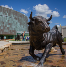 USF Bull in front of the Marshall Student Center at USF Tampa.